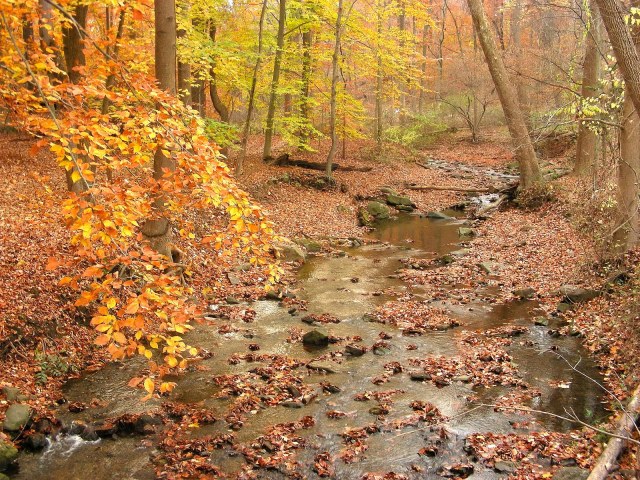 Autumn Creek 1