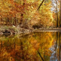 Autumn Creek