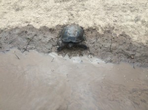wetland turtle pic